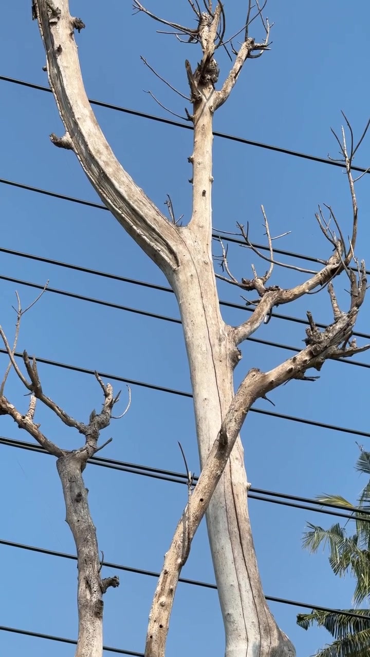 Dead Tree Against Clear Blue Sky with Power Lines