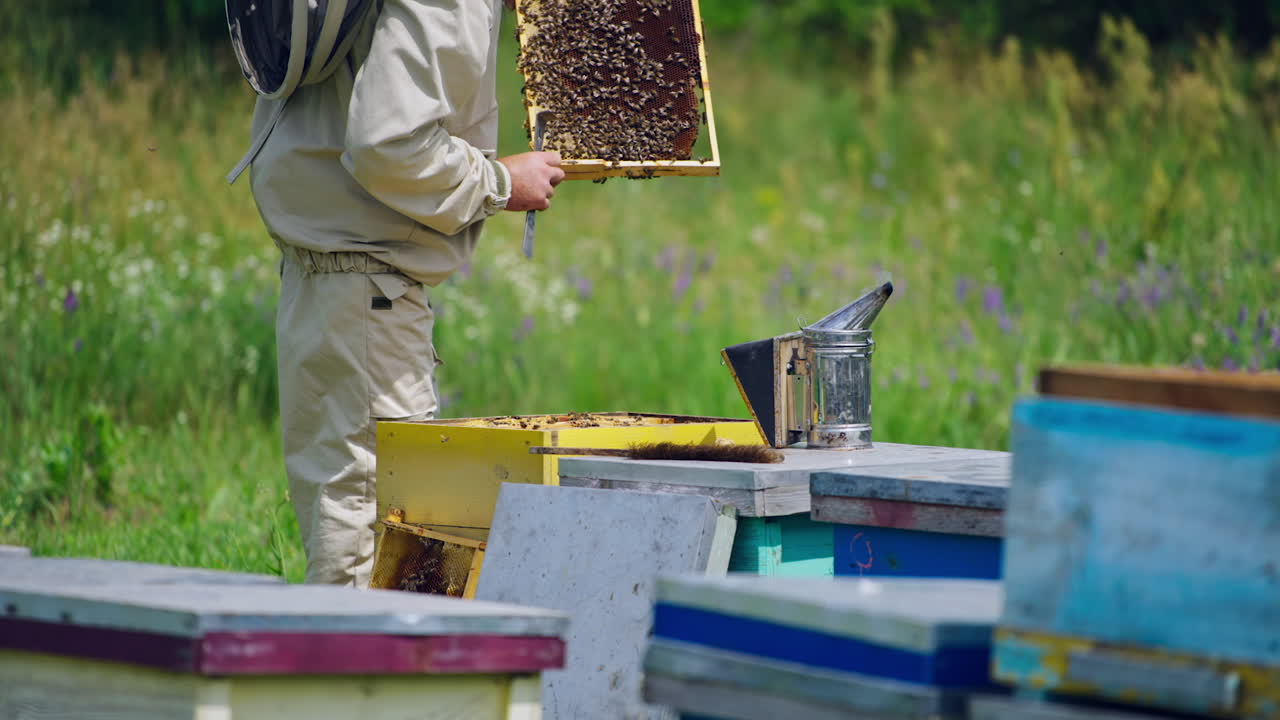 Professional apiarist examining bees on frame in apiary. Bee master in protective clothes looking after bees. Apiarist checking honey on a bee frame in summer.