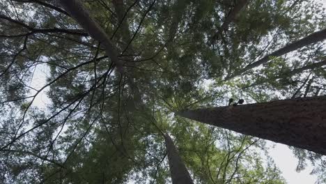 pine trees look from below