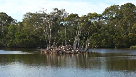 A-flock-of-Australian-white-ibis,-perched-on-the-island,-roosting-and-building-nest-in-the-middle-of-wildlife-lake-in-a-wetland-environment-during-breeding-season,-the-beauty-of-nature-and-landscape