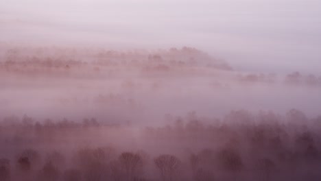 forest landscape covered in dense fog, mysterious feeling, aerial drone view