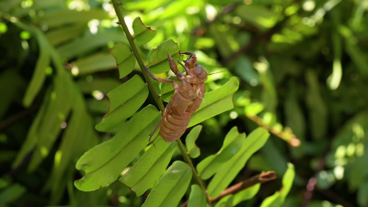 A cicada shell clings to a vibrant green fern in bright sunlight, creating a serene and natural atmosphere