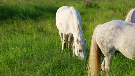 Un-Prado-Bañado-Por-El-Sol-Sirve-Como-Refugio-Para-Un-Caballo-Blanco,-Su-Elegante-Figura-Resaltada-Por-El-Suave-Abrazo-Del-Crepúsculo