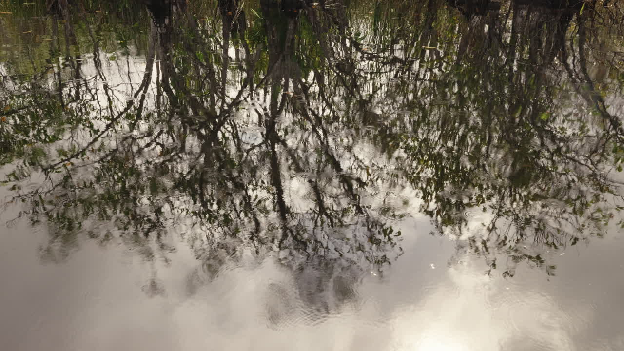 Reflections of Trees in Calm Swamp Water