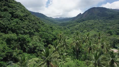 lush, dense green jungle trees in tropical mountain valley of brazil