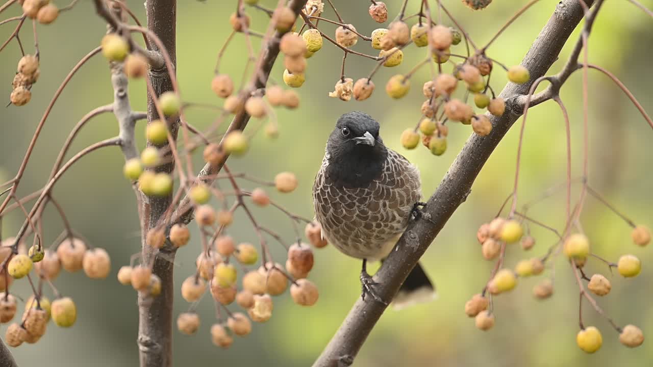 Filmisk wildlife optagelse af en Rødgumpet Bulbul-fugl, der sidder på en gren og dygtigt plukker frugt fra et træ