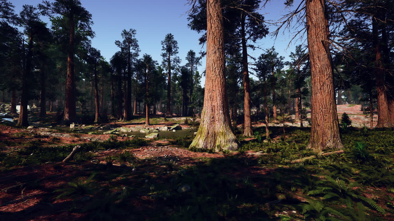 숲 속 의 키가 큰 레드우드 나무 들