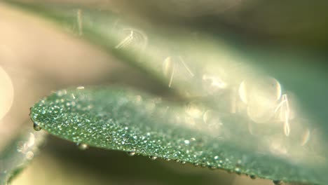 dew drops on leaves in winter