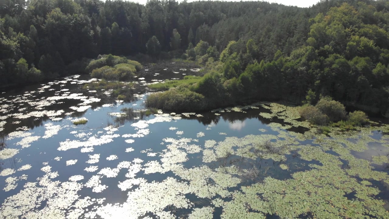 Drohnenaufnahme gleitet über einen seerosenbedeckten Feuchtgebietsee mit hellen Wasserspiegelungen, bewaldeten Hügeln und dichtem Sommerwald in Kaschubien, Polen