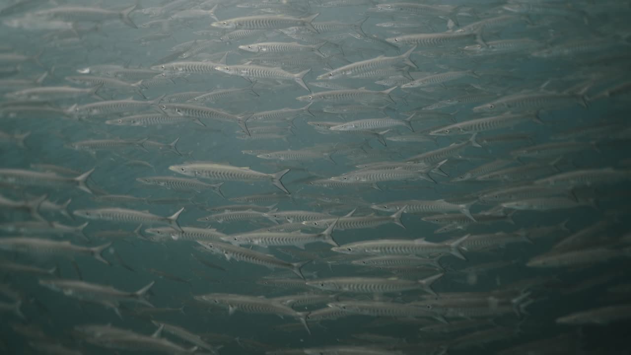 School of Barracudas Underwater