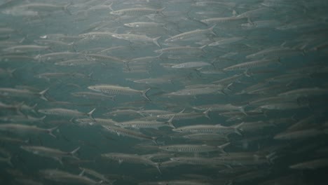 school of barracudas underwater