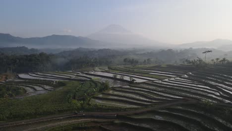aerial view, the morning view of the terraced rice fields in the kajoran district of magelang. in addition to the view of the rice fields, you can also see mount sumbing