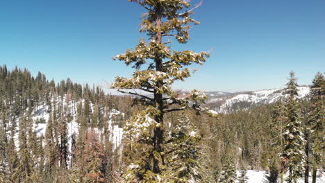 ascending aerial shot up a evergreen fir tree in the winter with snow covered mountains and forest in the background