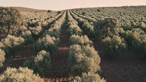 aerial drone view of an olive trees for the production of olive oil in spain at sunset