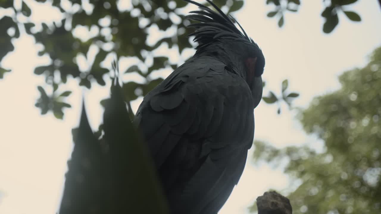 Smooth reveal of face of a blue yellow red Macaw Parrot in Asia, sitting on a tree