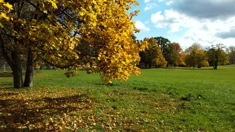 orange tree in park scenery with yellow leaves in autumn on sunny day