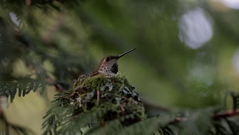 colibrí volviendo a casa a su nido en un árbol con sus crías