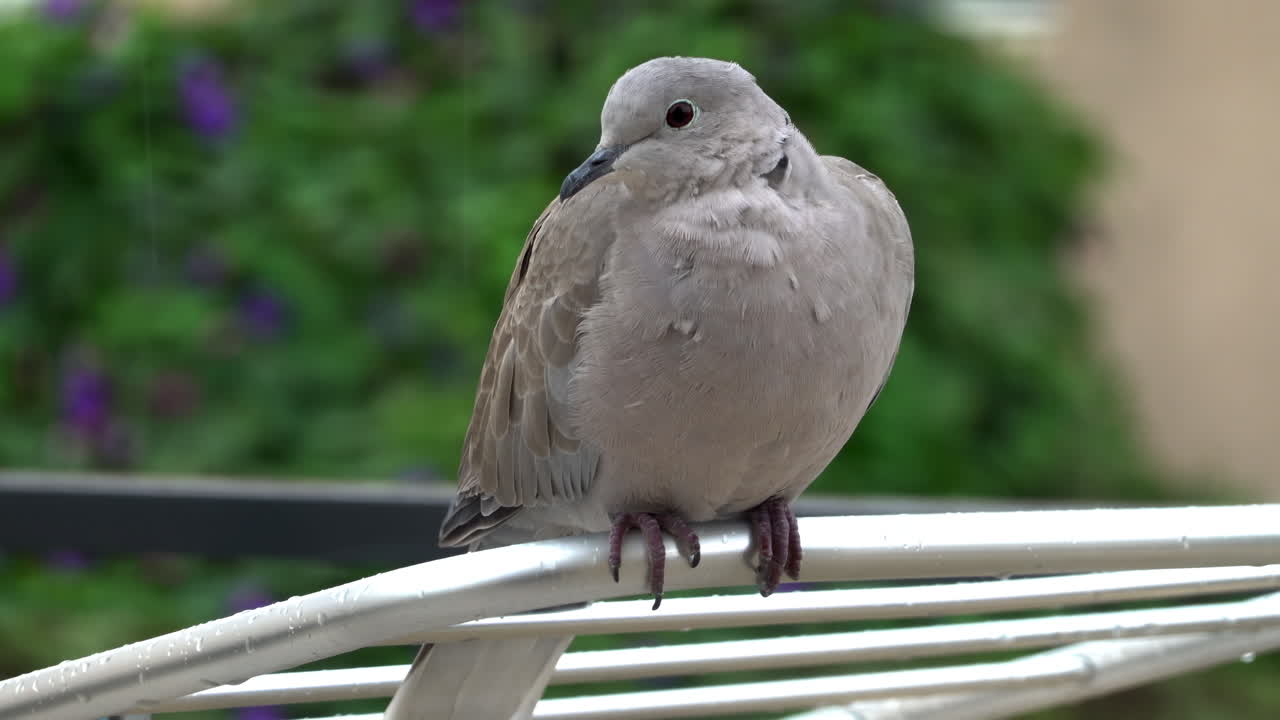 Close up of a dove sitting on a clothing drying rack outside