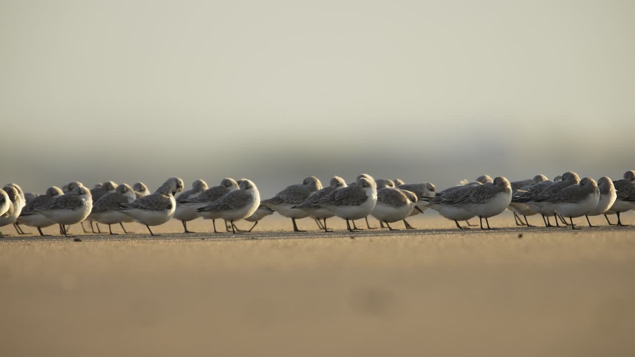 Vogelschwarm am Sandstrand in der Dämmerung
