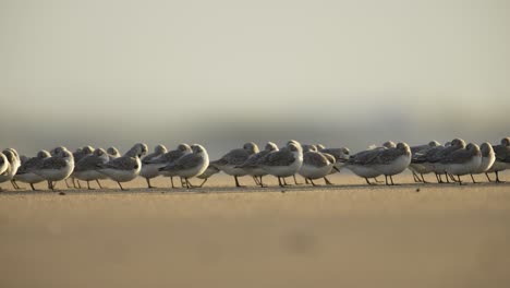 bandada de pájaros en una orilla arenosa al amanecer o al anochecer