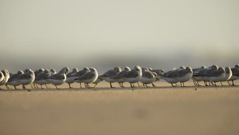 flock of birds on a sandy shore at dawn/dusk