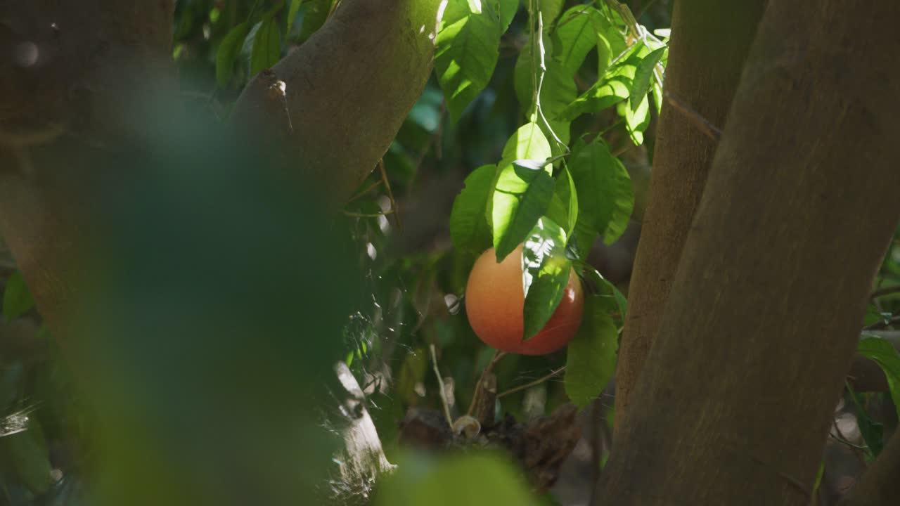pan out shot revelando un impresionante ombligo naranja sentado en el árbol al lado de una araña tejedora de orbe en su red