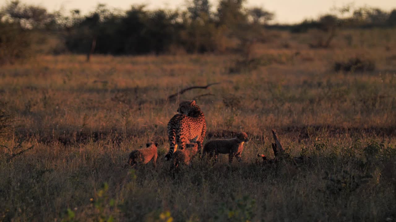 Mother cheetah with many cubs in the family walking and looking around