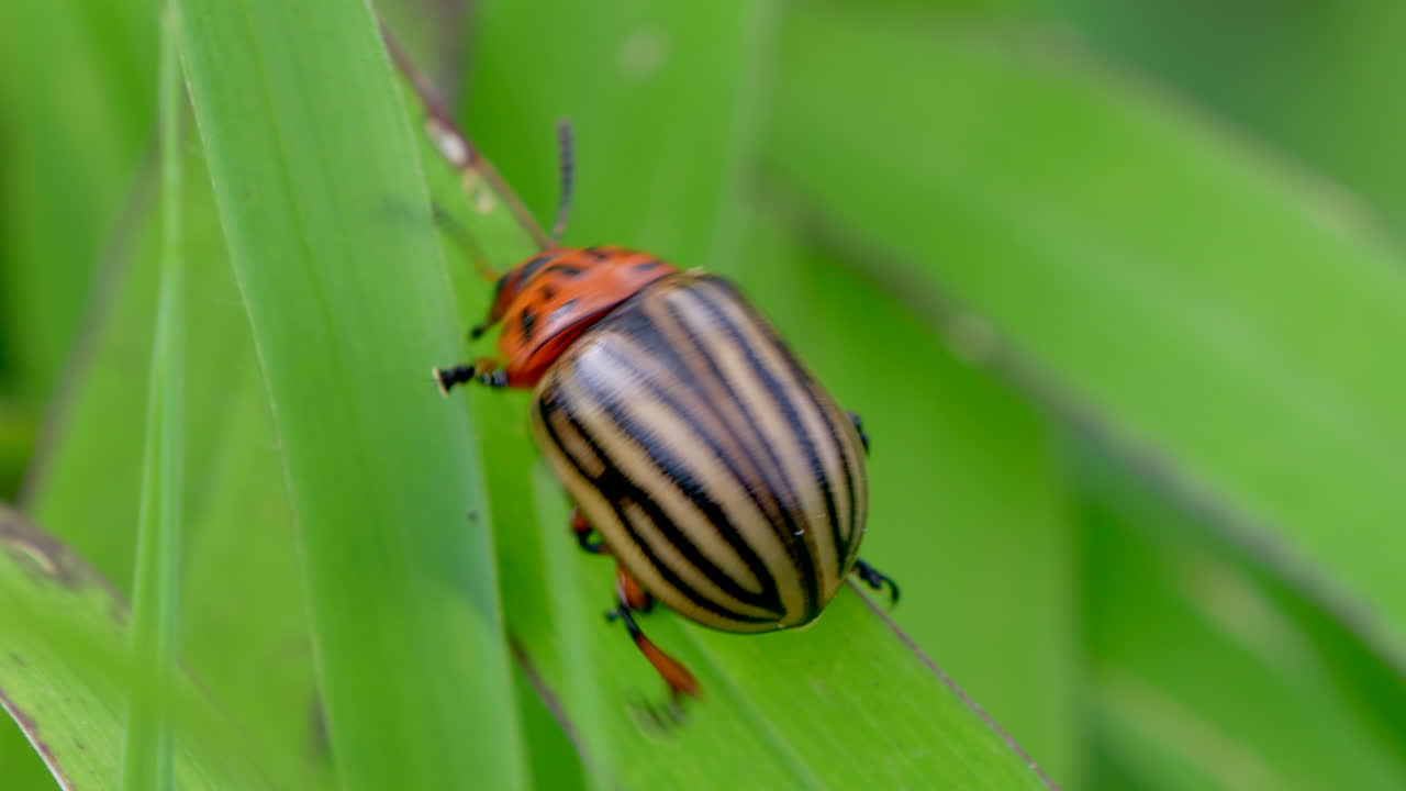 Macro track shot of crawling Colorado Potato Beetle on green plants in nature