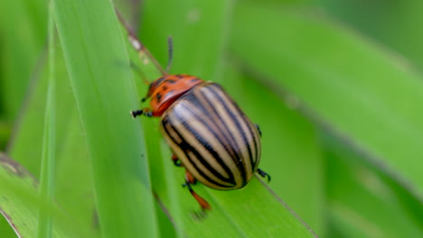 macro track shot of crawling colorado potato beetle on green plants in nature