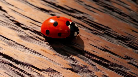 close-up of a ladybug on a wooden surface