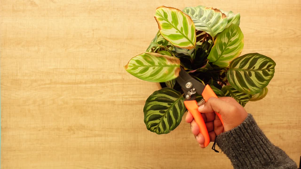 Pruning a Calathea Ornata Plant