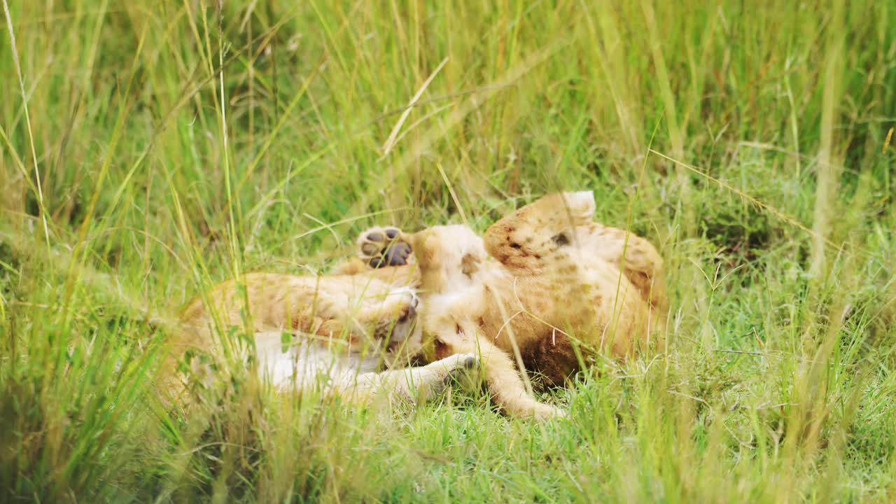leeuwenkinderen spelen in afrika, grappige baby dieren van schattige jonge leeuwen in het gras op een afrikaanse wildlife safari in masai mara, kenia in masai mara national reserve groene grassen