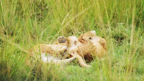 lion cubs playing in africa, funny baby animals of cute young lions in grass on african wildlife safari in maasai mara, kenya in masai mara national reserve green grasses