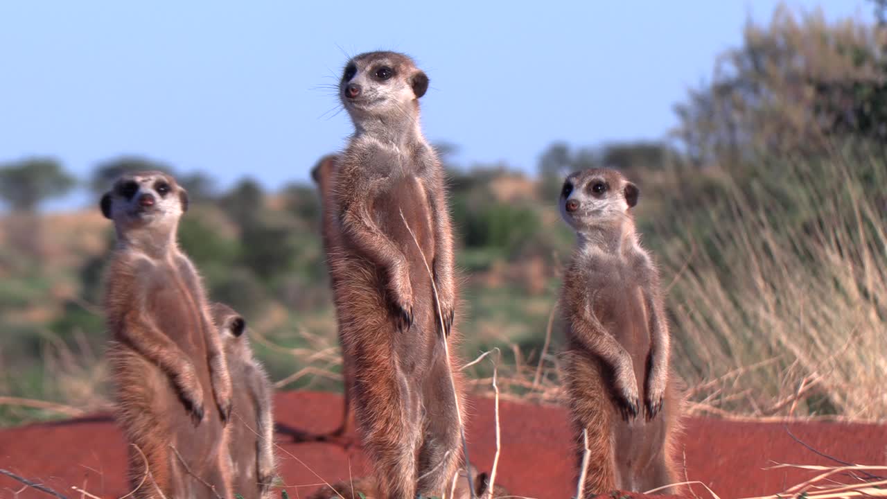 Suricatos aquecendo-se ao sol da manhã, observando a área em busca de perigo no Kalahari do Sul
