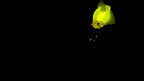 peces brillantes en las profundidades del mar