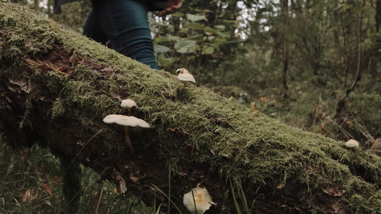 hombre caminando por un árbol caído con setas en él