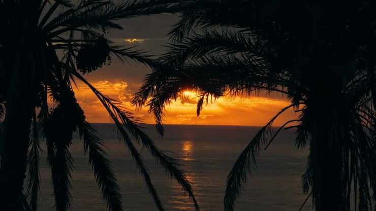 Sunrise Through Palm Trees Over the Ocean