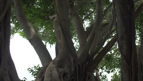 static scene of banyan tree from within branches looking up to leaves in wind