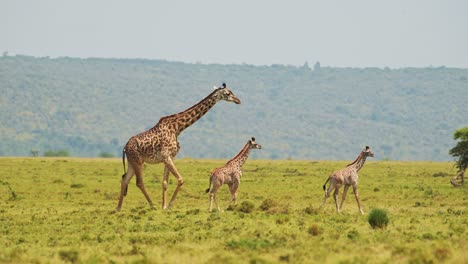 Giraffe-and-cute-baby-with-mother-walking-together-in-African-Wildlife-in-Maasai-Mara-National-Reserve,-Kenya,-Africa-Safari-Animals-in-Masai-Mara-North-Conservancy