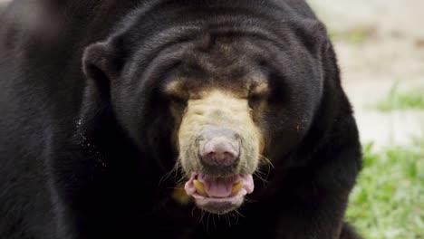 sun bear panting. ursus malayanus. closeup