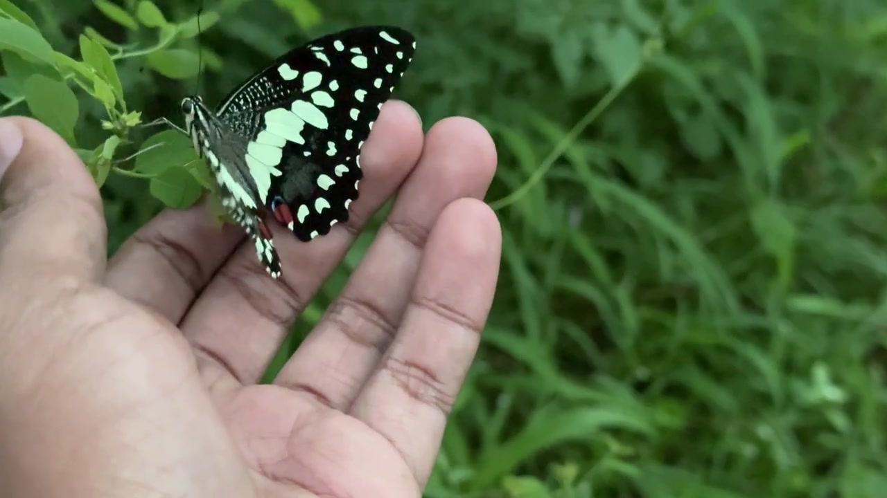 Farfalla delicata sulla mano che prende il volo nella natura.