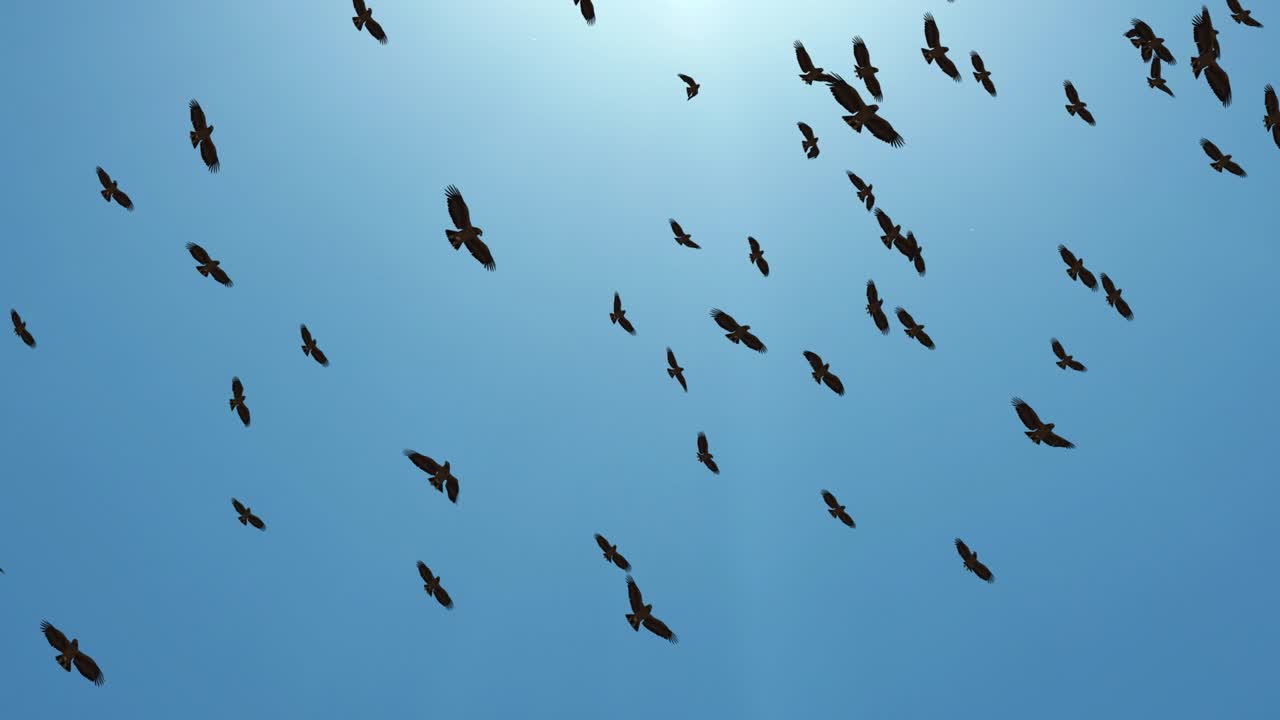 мигрирующие большие стада птиц летают в формации силуэта петли фона.