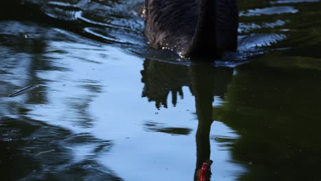 black swan gliding through water at melbourne zoo