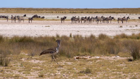 Avutarda-Kori-En-El-Parque-Nacional-De-Etosha