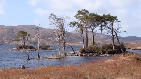 Ancient isles of Lewisian gneiss rock formation landscape with trees and tussock grasses blowing in the wind on Loch Inver in the highlands of Scotland UK
