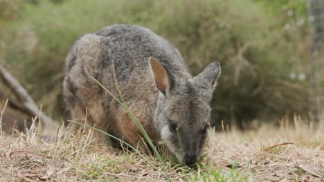 Wallaby-feeding-on-grass-close-up