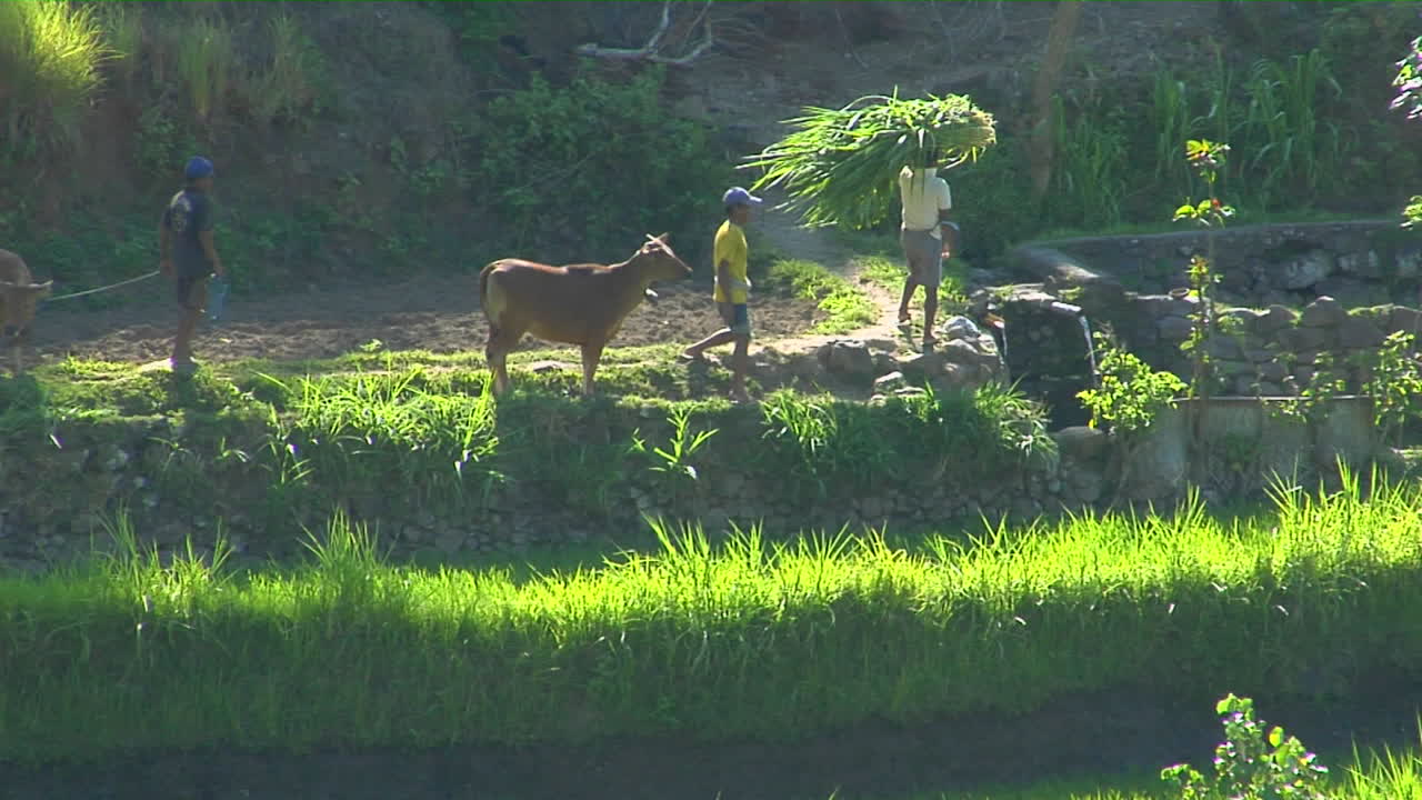 노동자들이 소를 끌고 계단식 논에서 쌀을 묶다