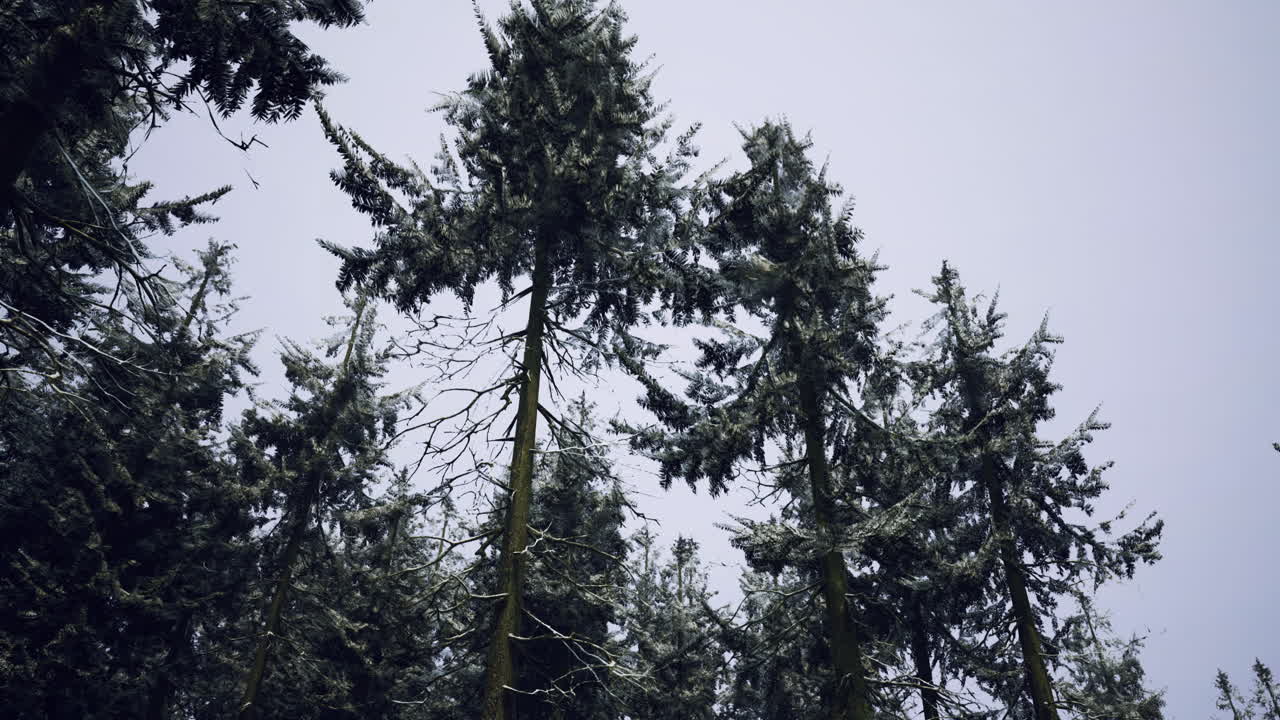 Snow covered evergreen trees reach for a gray sky in a misty forest