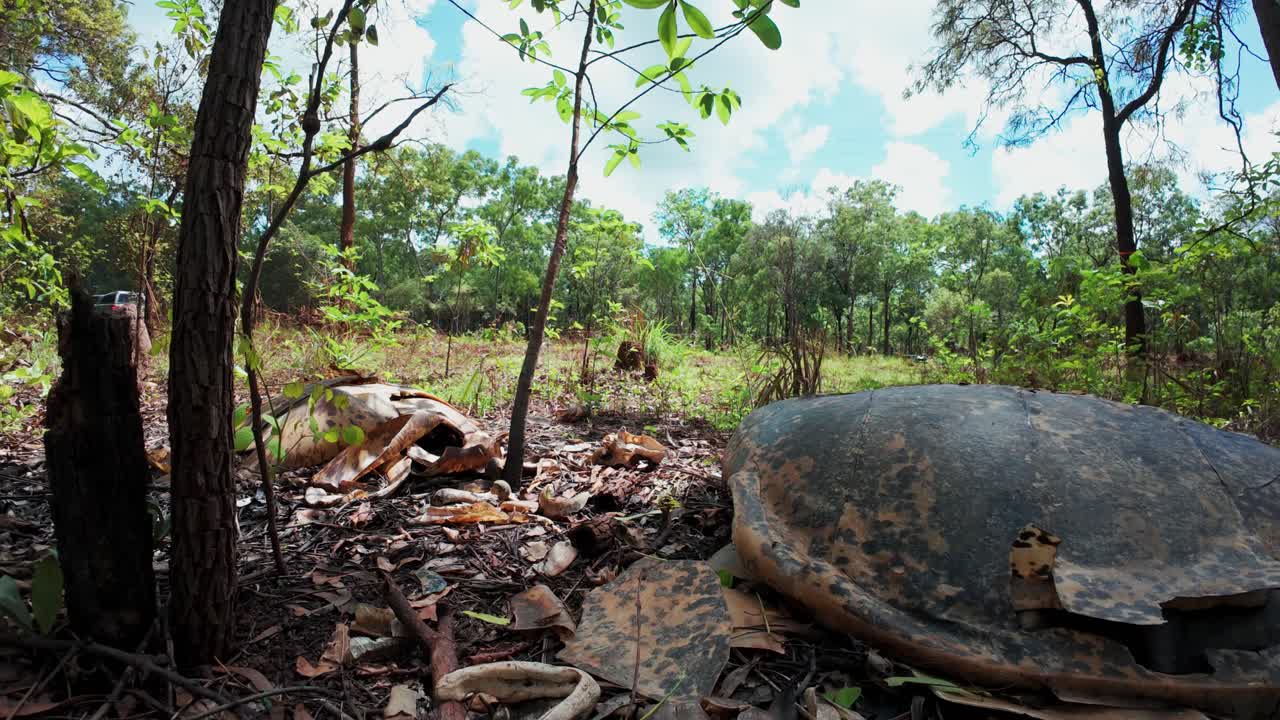 Carcasses of two endangered green sea turtles dumped beside a vehicle track in remote Cape York, Australia. A vehicle passes on the track. Clip 3