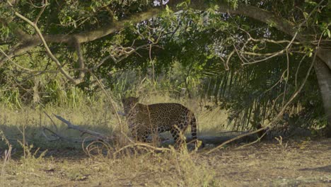 un hermoso jaguar se acuesta debajo de un árbol en el pantanal